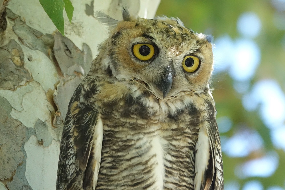 Sun Photo A00004 Owl in Orange County CA